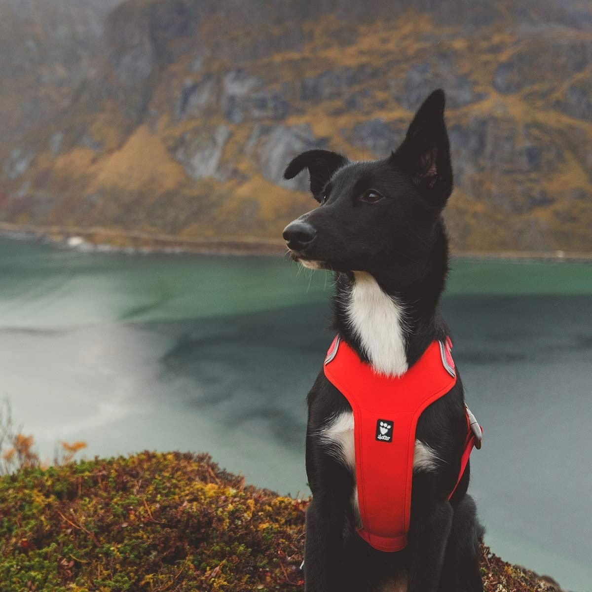 Hurtta Weekend Warrior ECO Harness rosehip