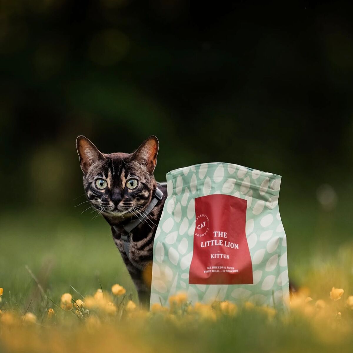 ESSENTIAL The LITTLE LION