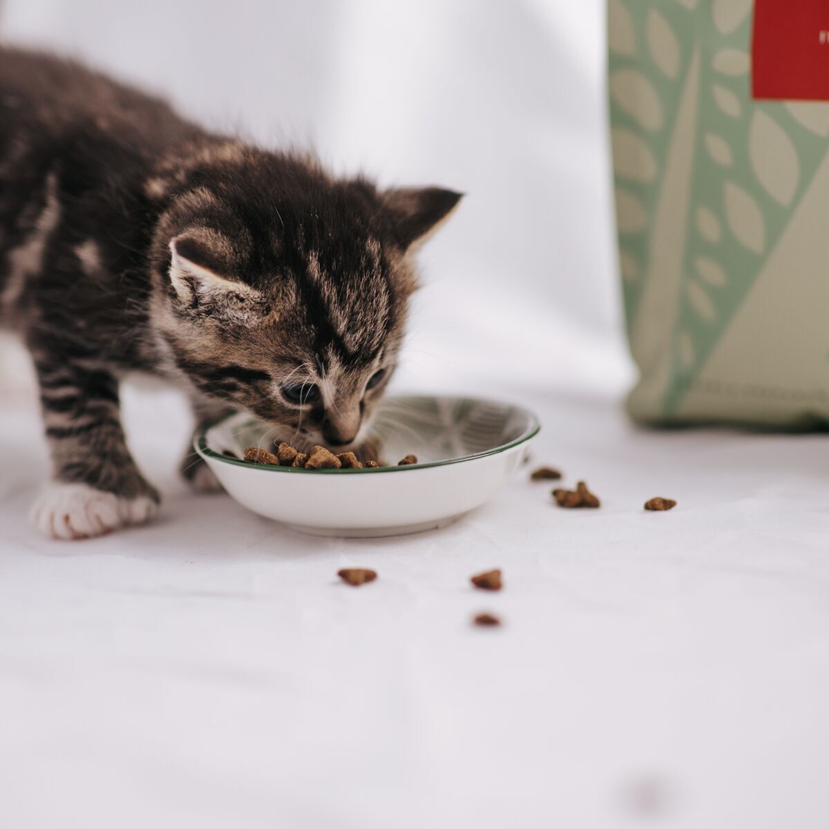 ESSENTIAL The LITTLE LION