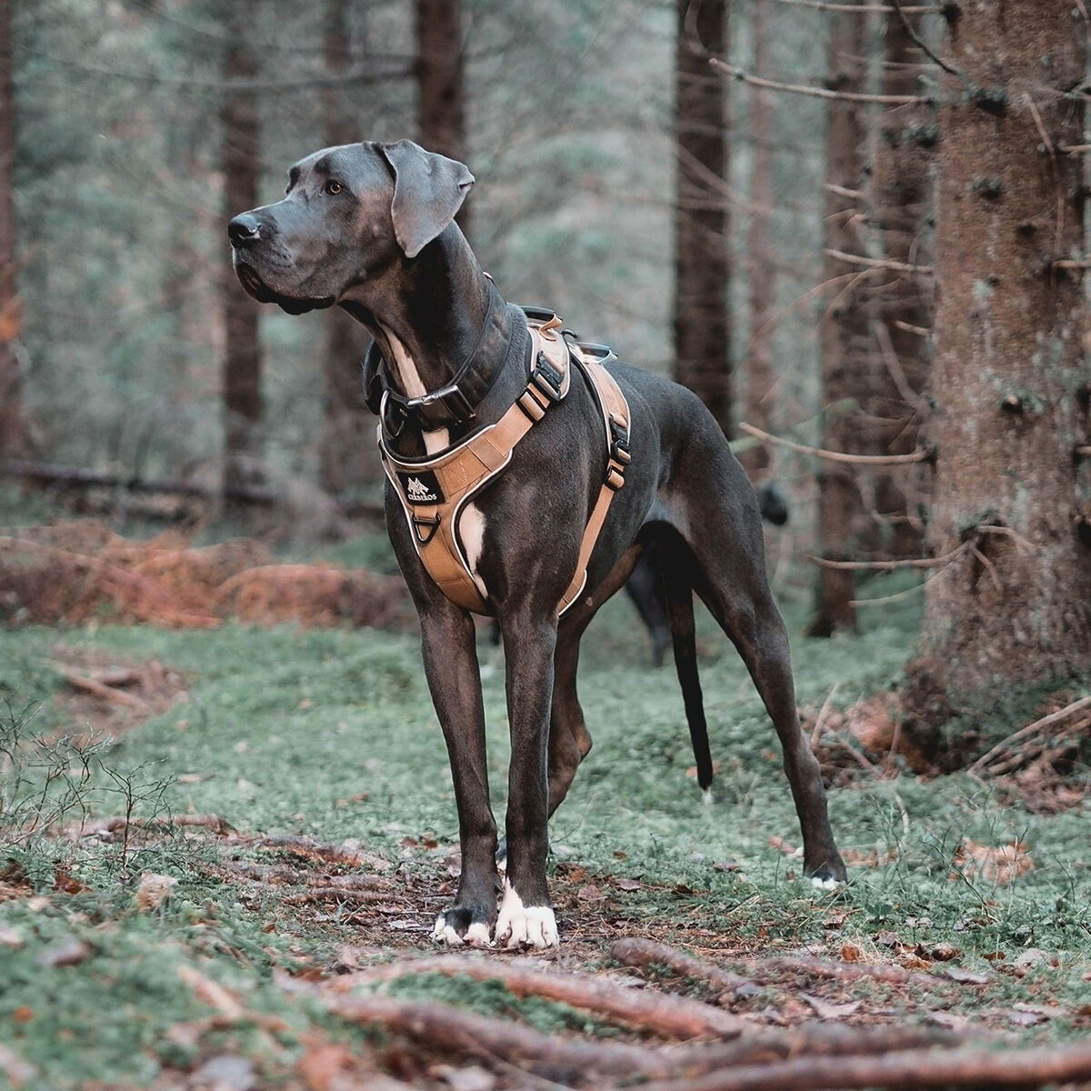 Cerberos Active harness Desert Brown