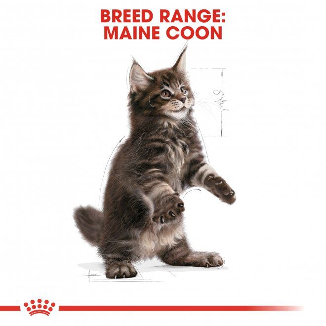 Royal Canin Maine Coon Kitten torrfoder för kattunge
