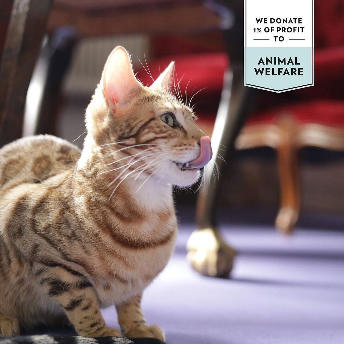 Prima Cat Tonfisk med Räkor i Gelé