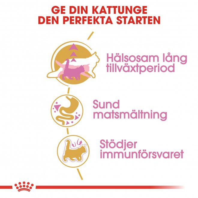 Royal Canin Maine Coon Kitten torrfoder för kattunge