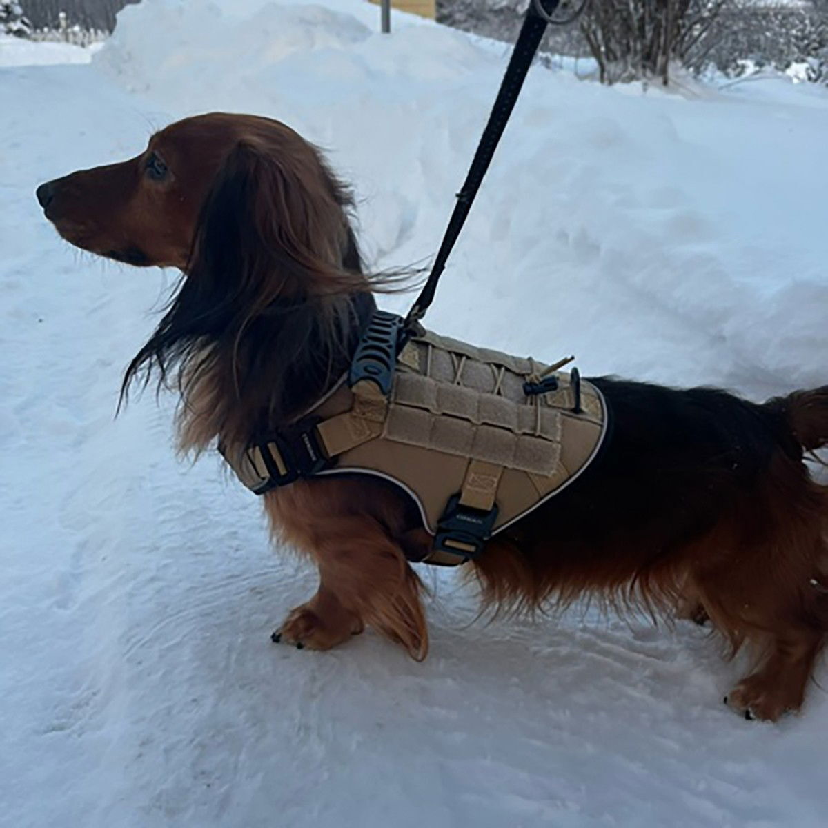 Cerberos Tactical harness Desert Brown