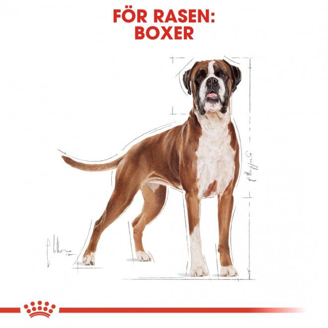 Royal Canin Boxer Adult torrfoder för hund