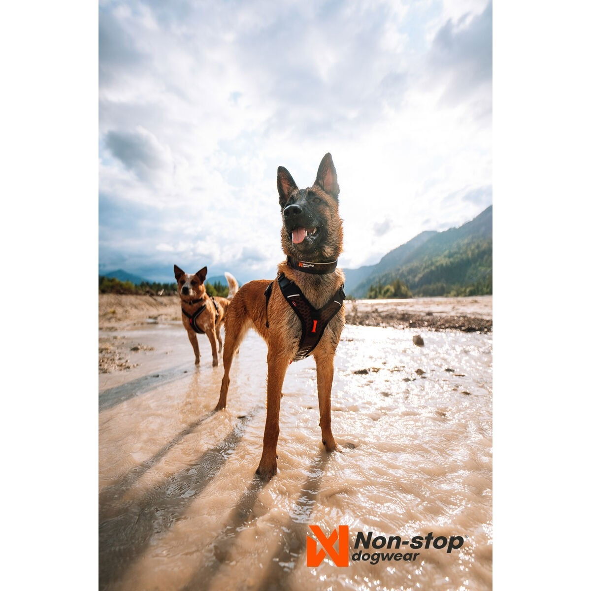 non-Stop Rock adjustable collar black/orange