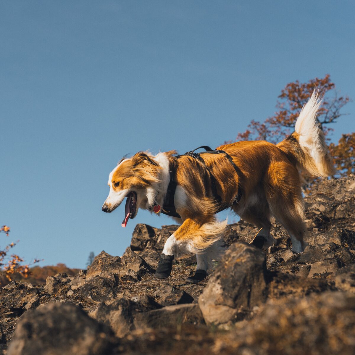 Ruffwear Ridgeline Shoes Obsidian Black