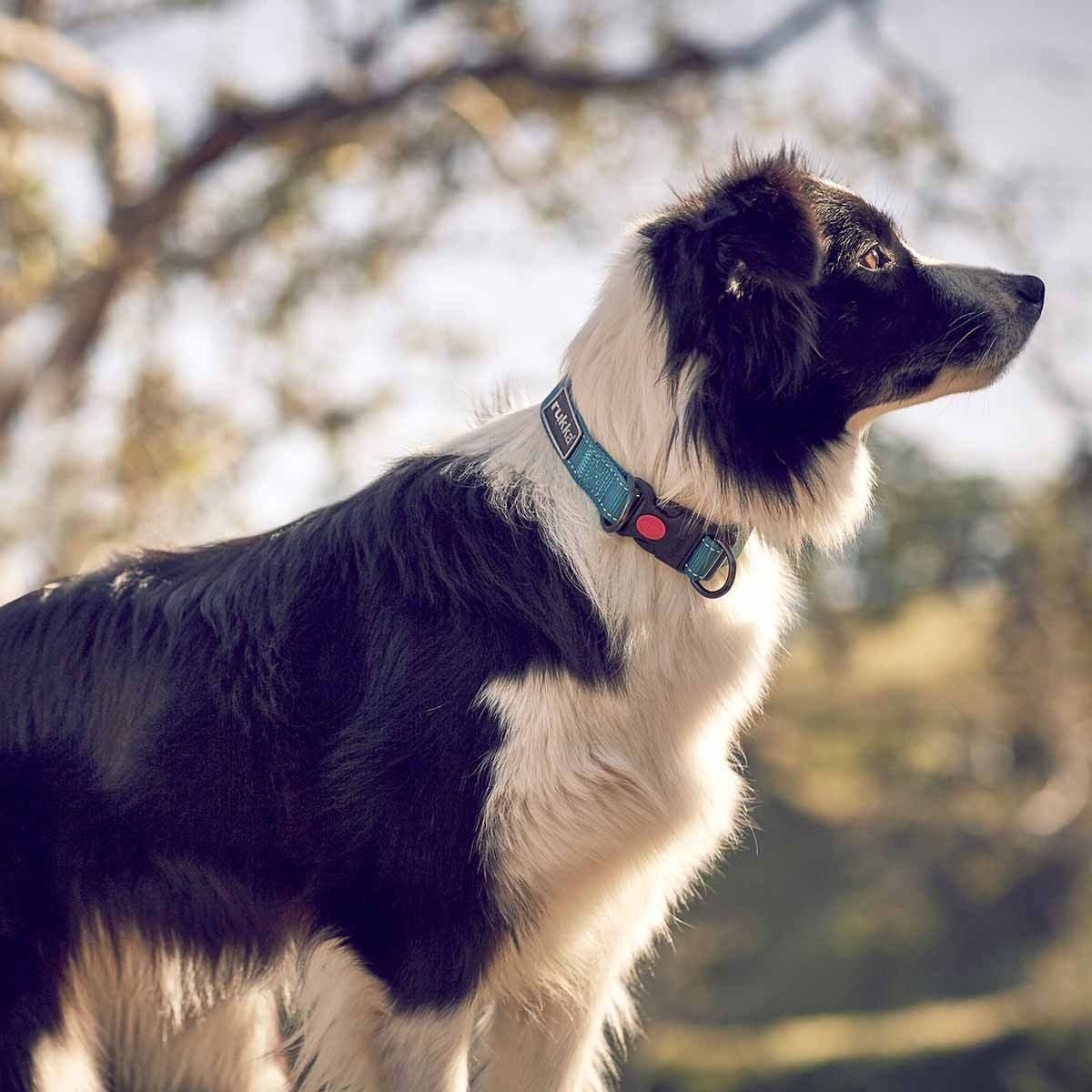 Bliss Polar Halsband Nylon Turkos