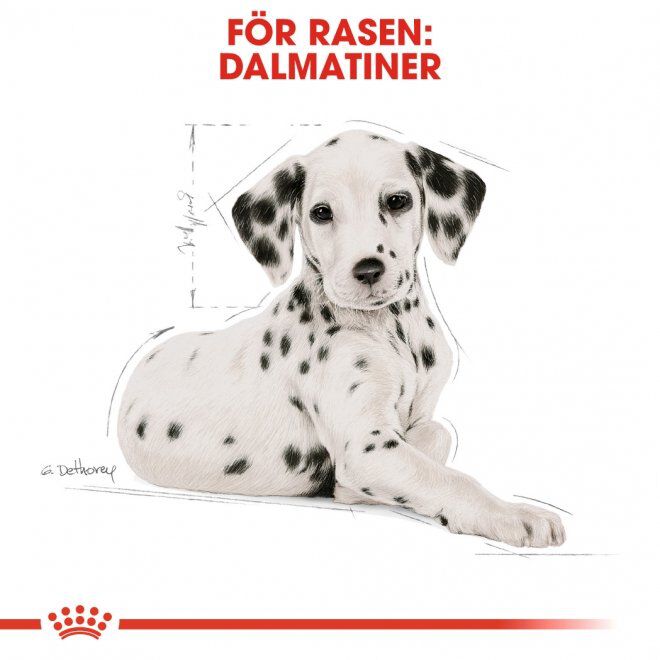 Royal Canin Dalmatian Junior Puppy torrfoder för hundvalp
