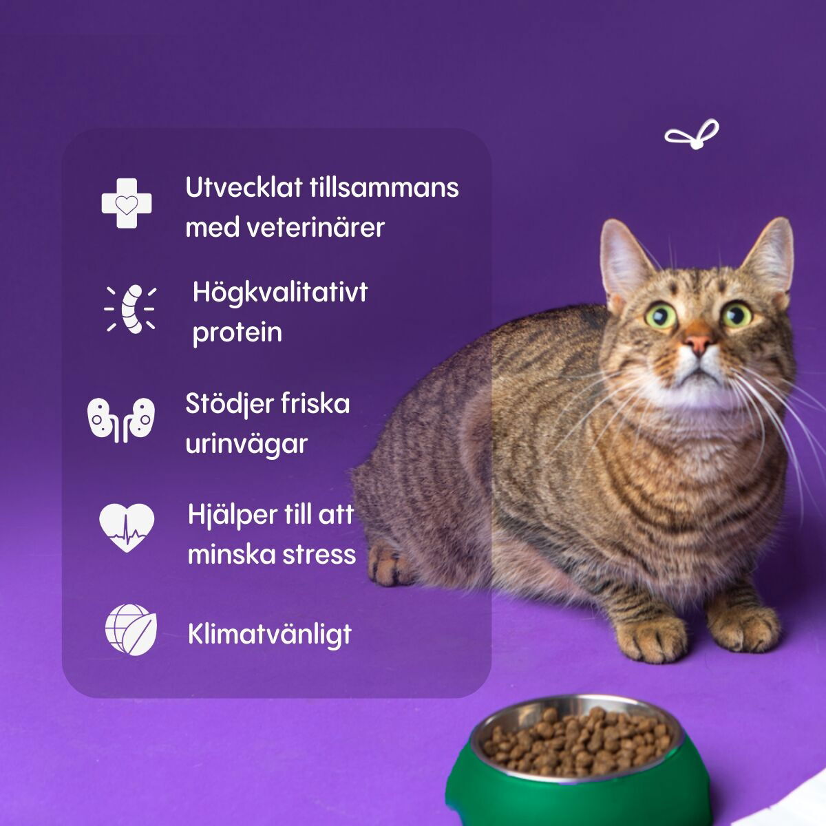 Petgood insect-based cat food adult