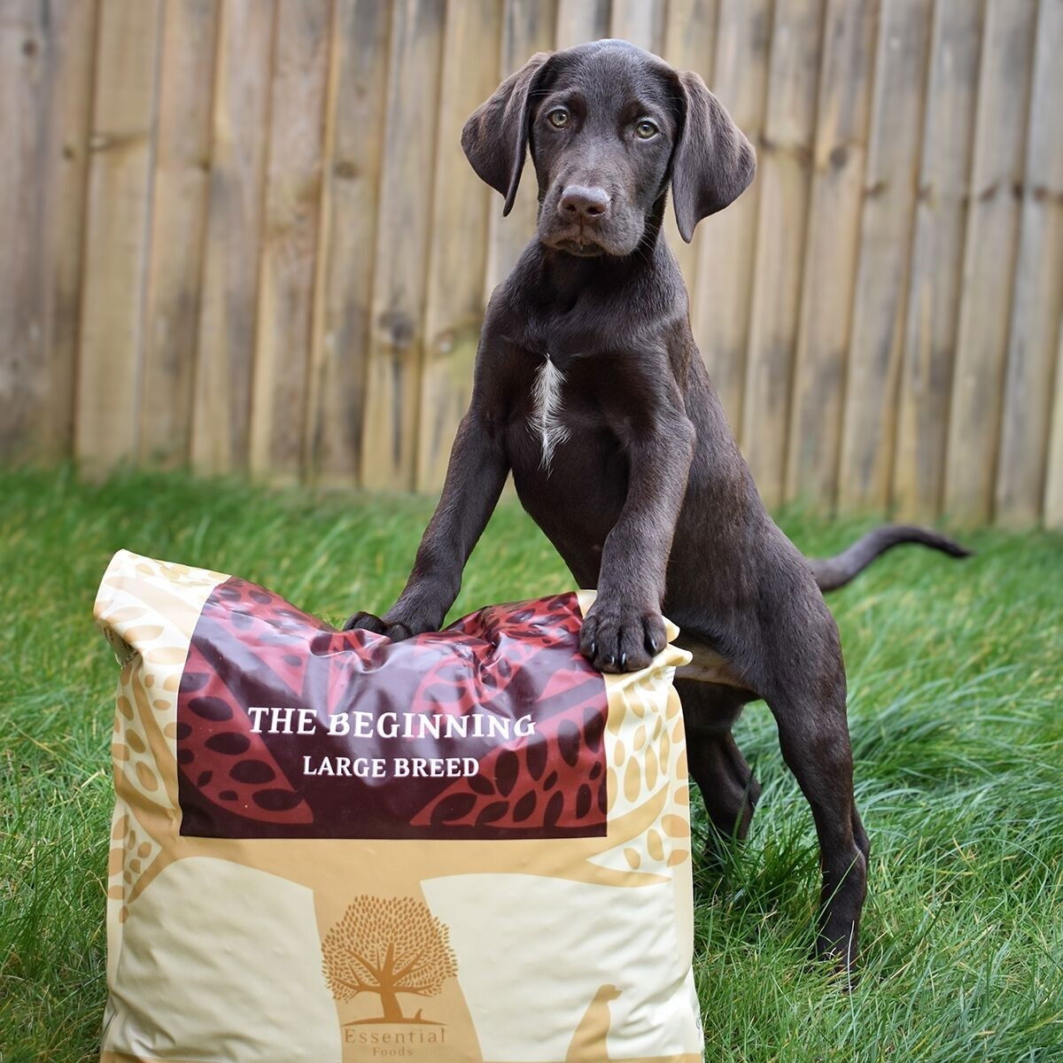 ESSENTIAL the BEGINNING LARGE BREED 10kg