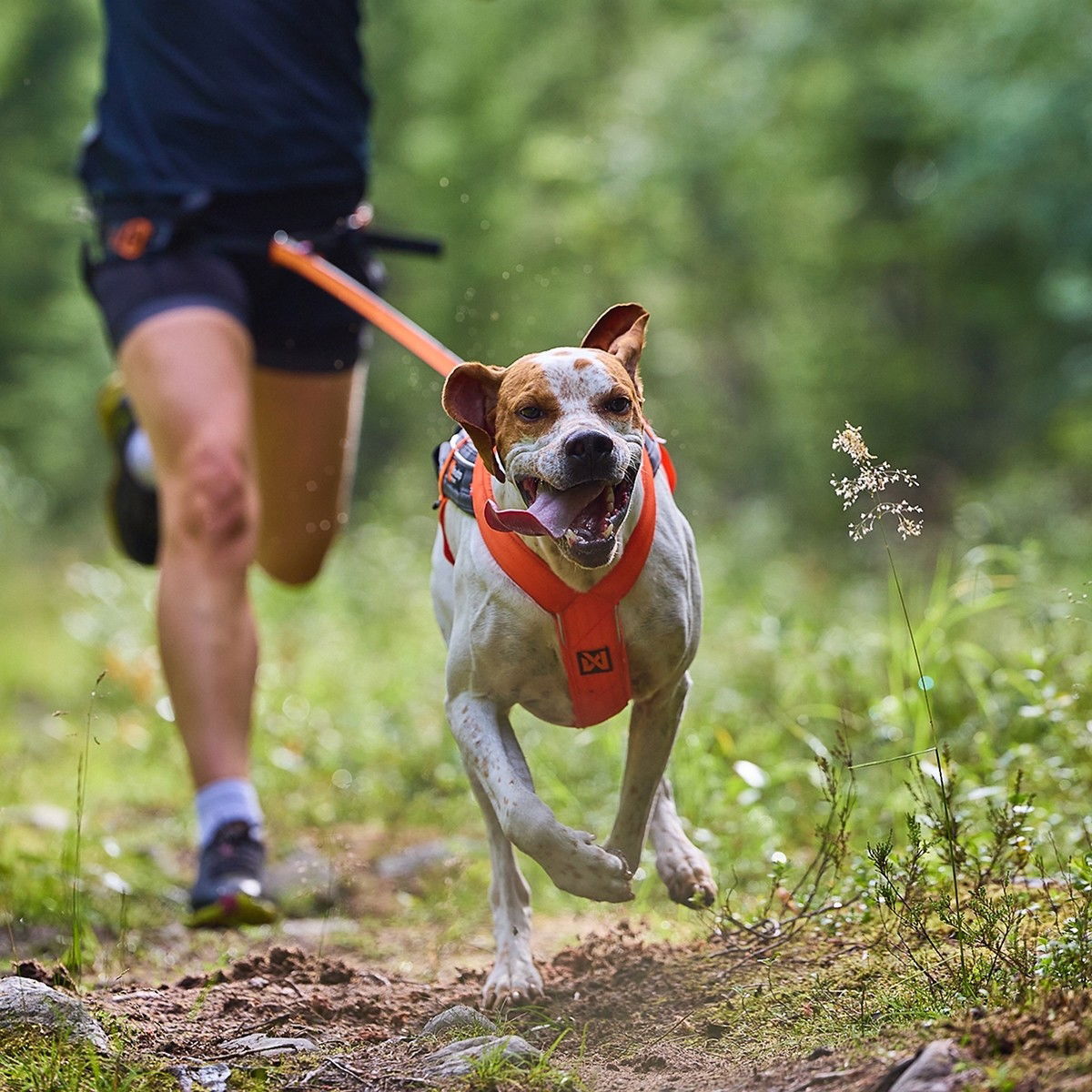 Non-Stop Freemotion harness 5.0 black/orange