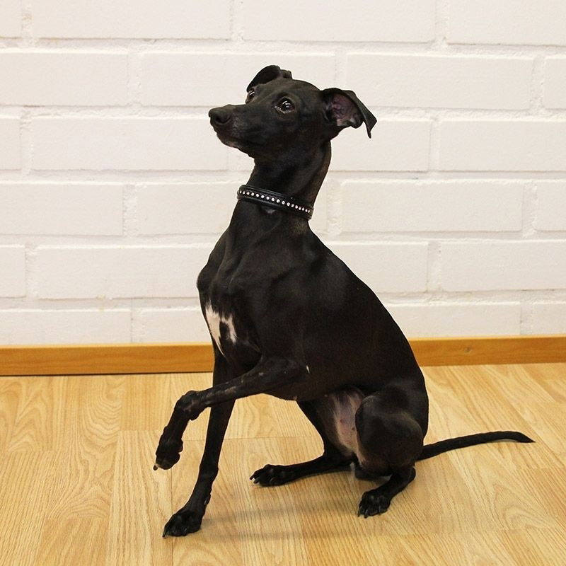 Basic Sparkle Diamanthalsband Svart