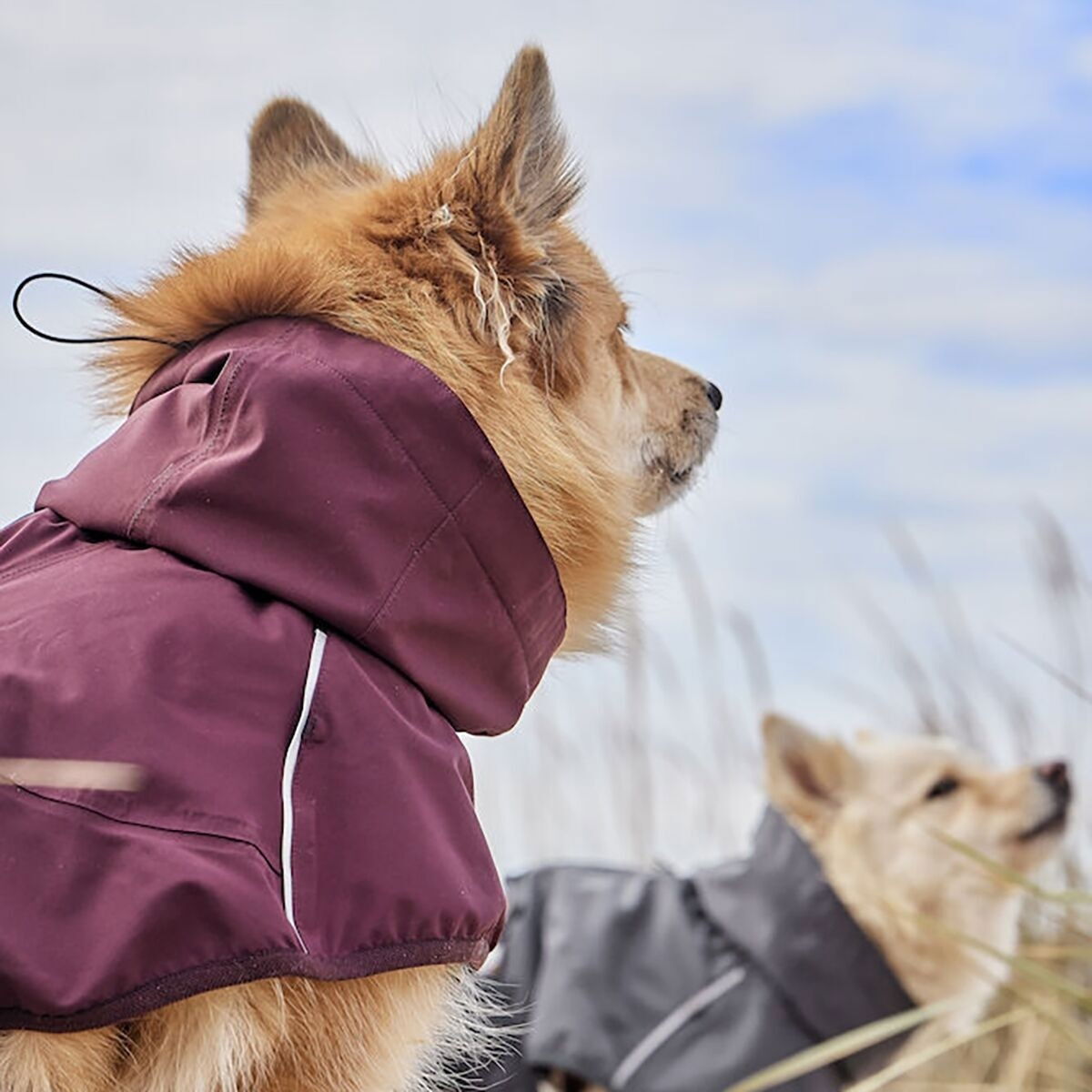 Hurtta Mudventure ECO raincoat, eggplant