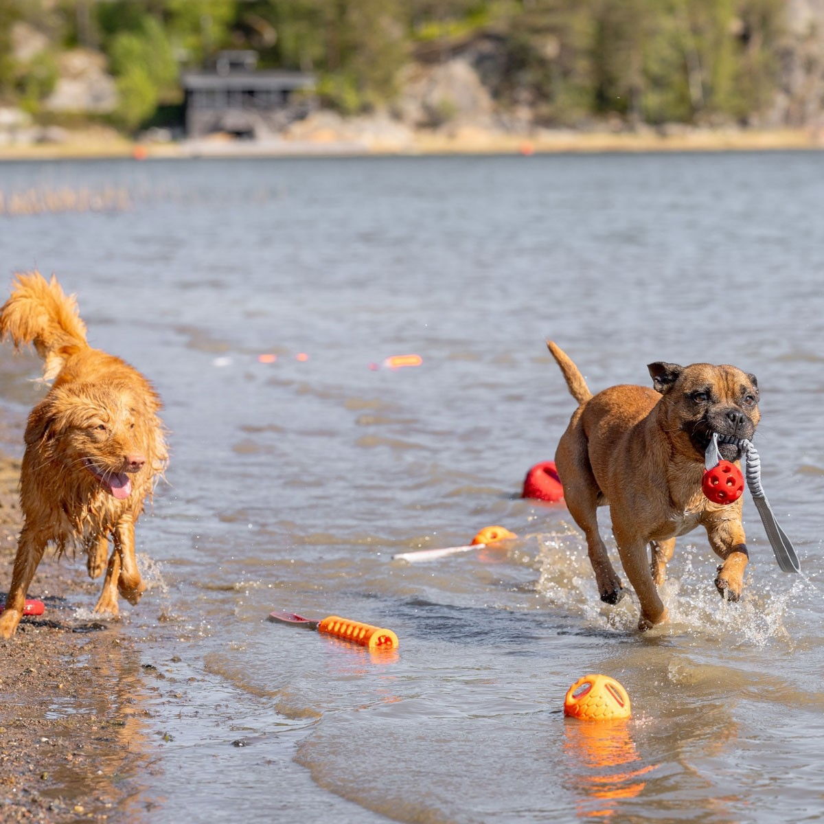 N-Gage Active bungee handler red M