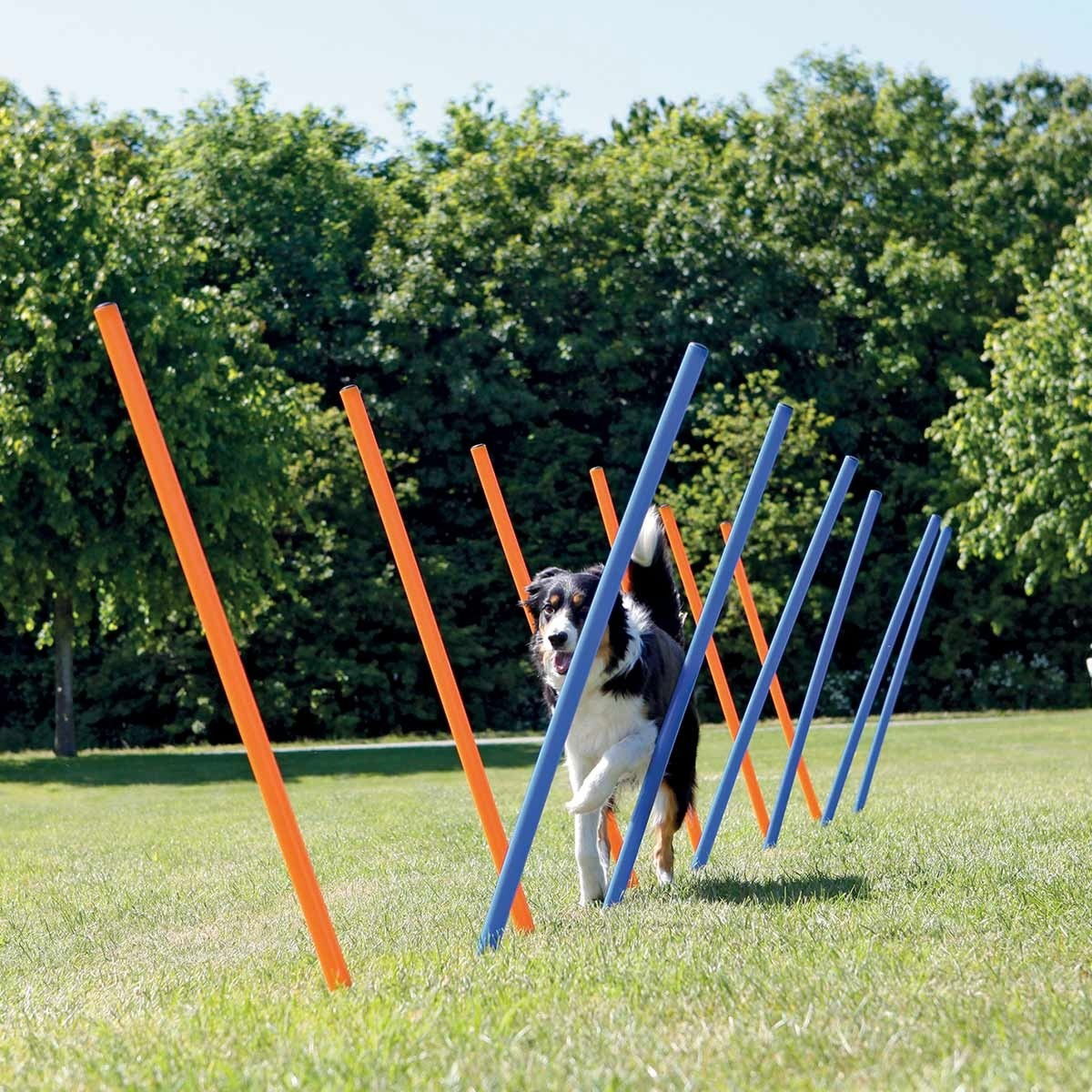 Dog Activity Agility slalom, plastic, ø 3 × 115 cm, blue/orange