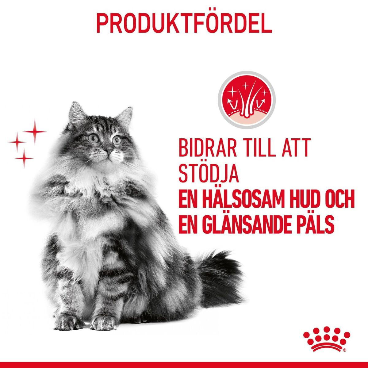 Royal Canin Hair & Skin Care Adult torrfoder för katt