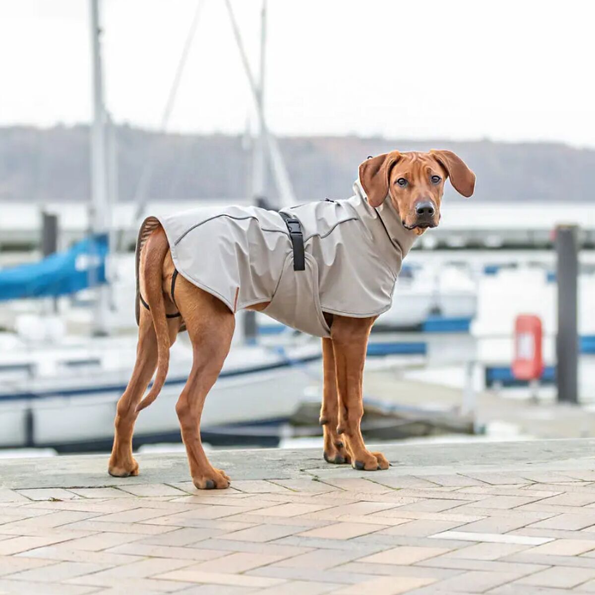 Trixie Be Nordic Husum Regntäcke till Hund Beige