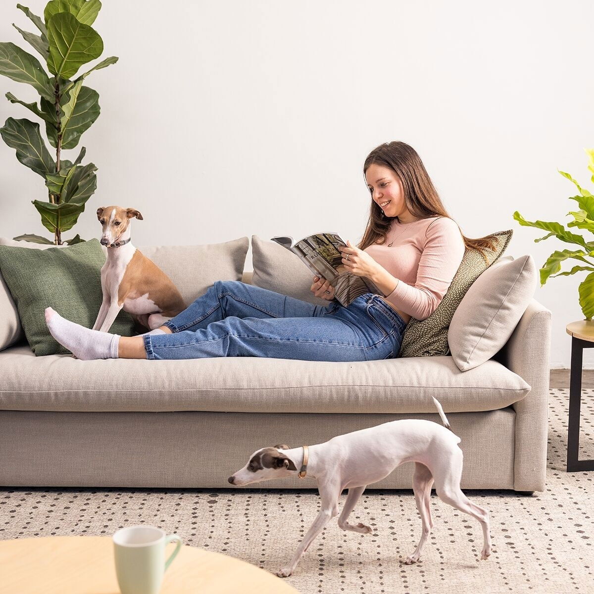 Rogz Urban collar, gold