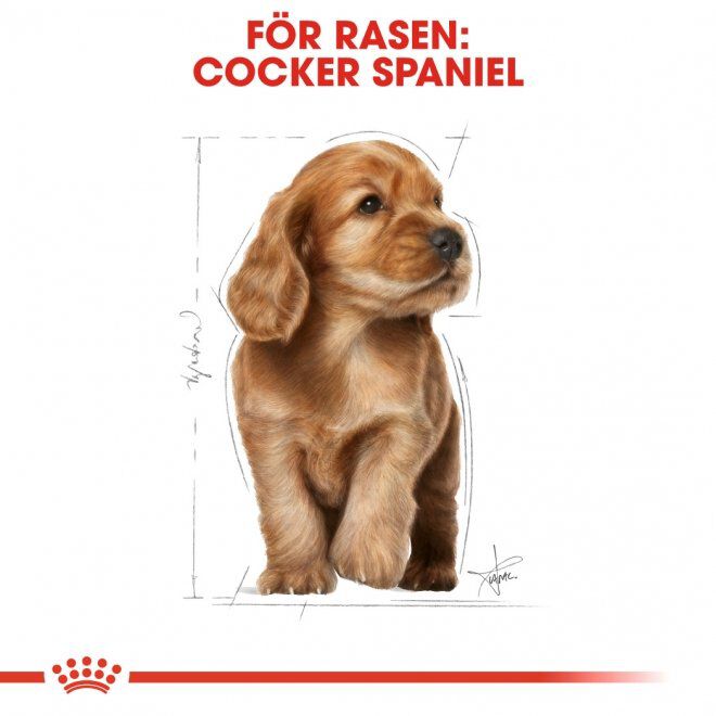 Royal Canin Cocker Puppy torrfoder för hundvalp