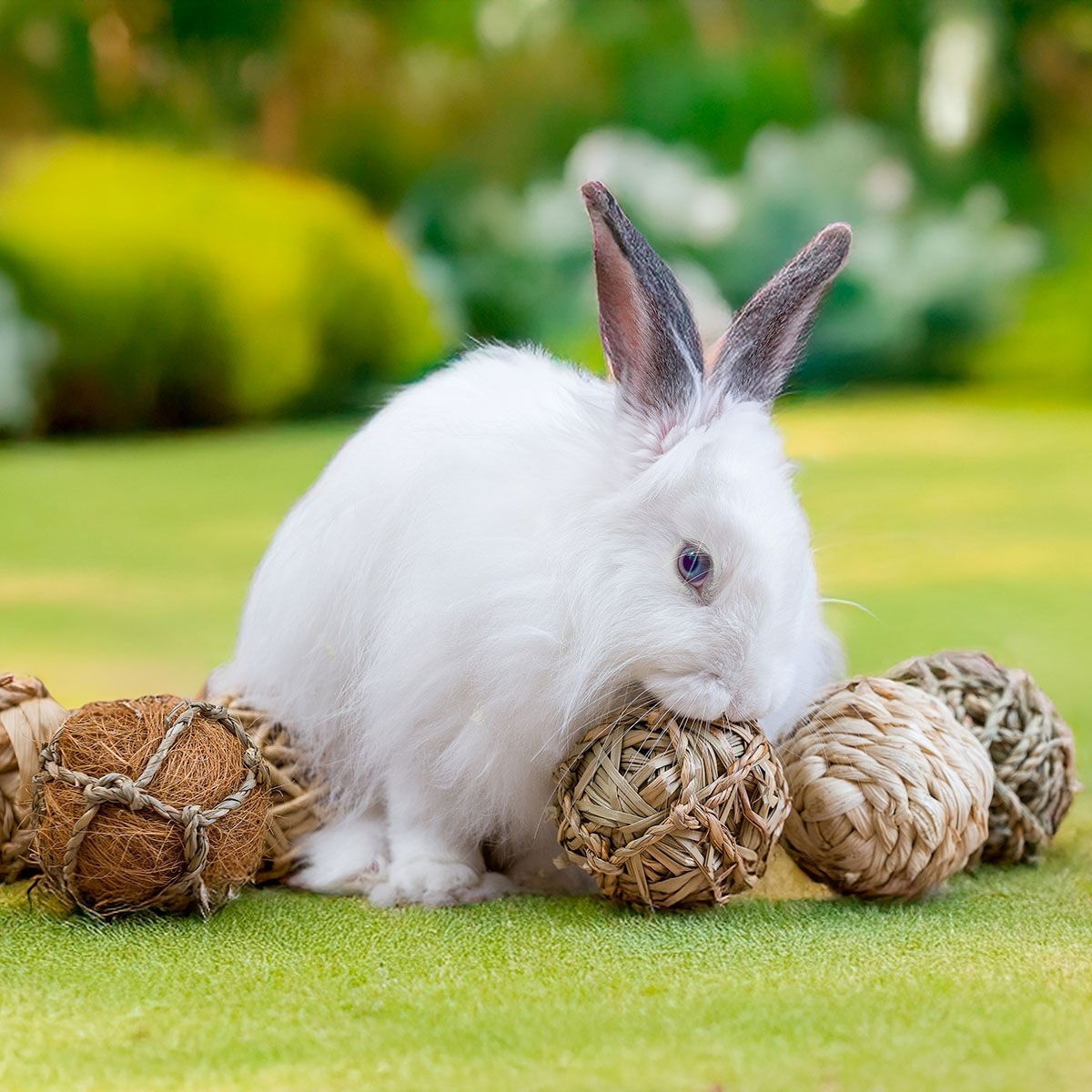 Quapas! Låda med Gnagarleksaker 8 st | Övriga djur - Kanin - Kaninleksaker | DogStyle