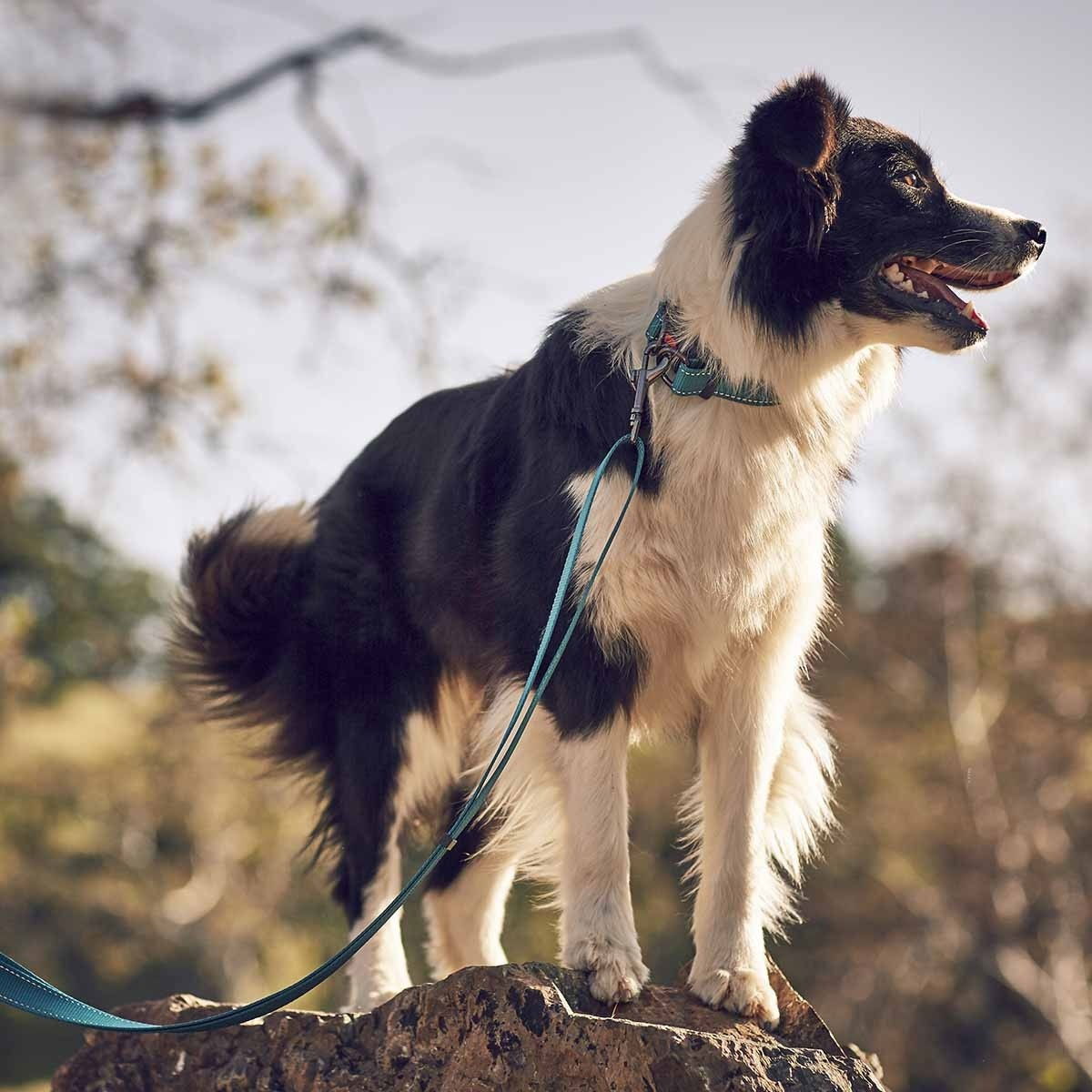 Bliss Polar Halsband Nylon Turkos