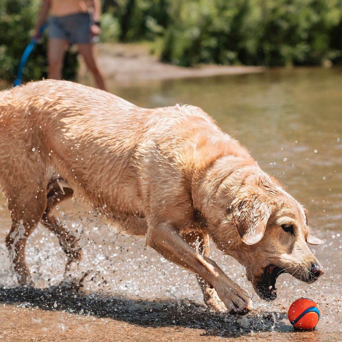 Chuckit Ultra Ball Large 1-pack