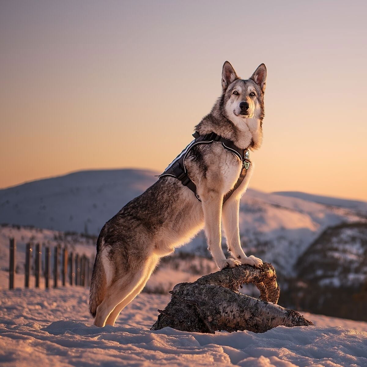 Cerberos Tactical harness Night Black