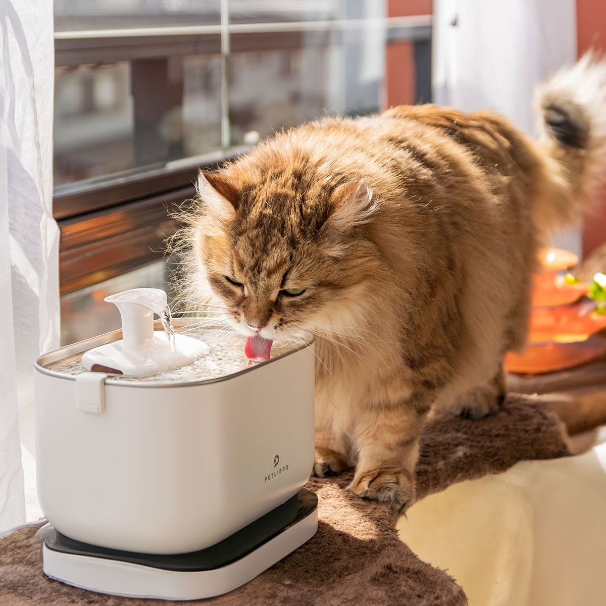 Petlibro Dockstream water fountain