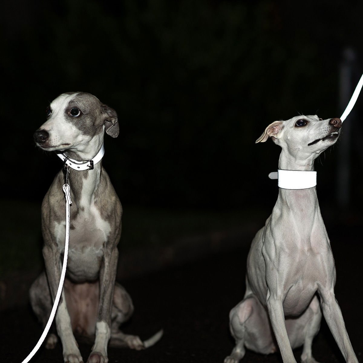 Collar of Sweden collar wide reflex