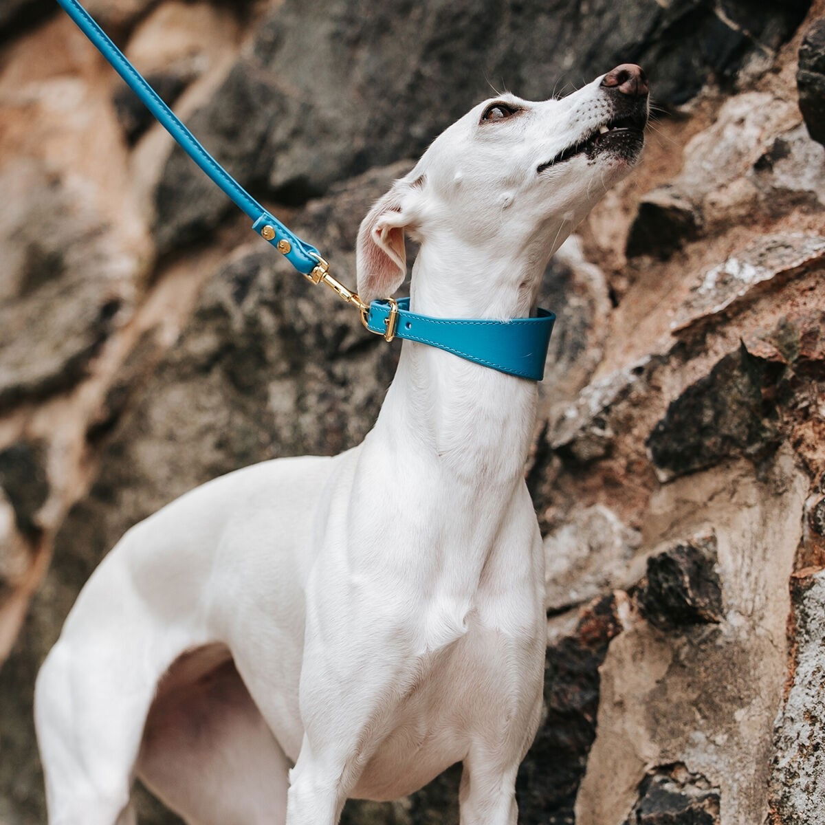 Collar of Sweden collar wide neon blue