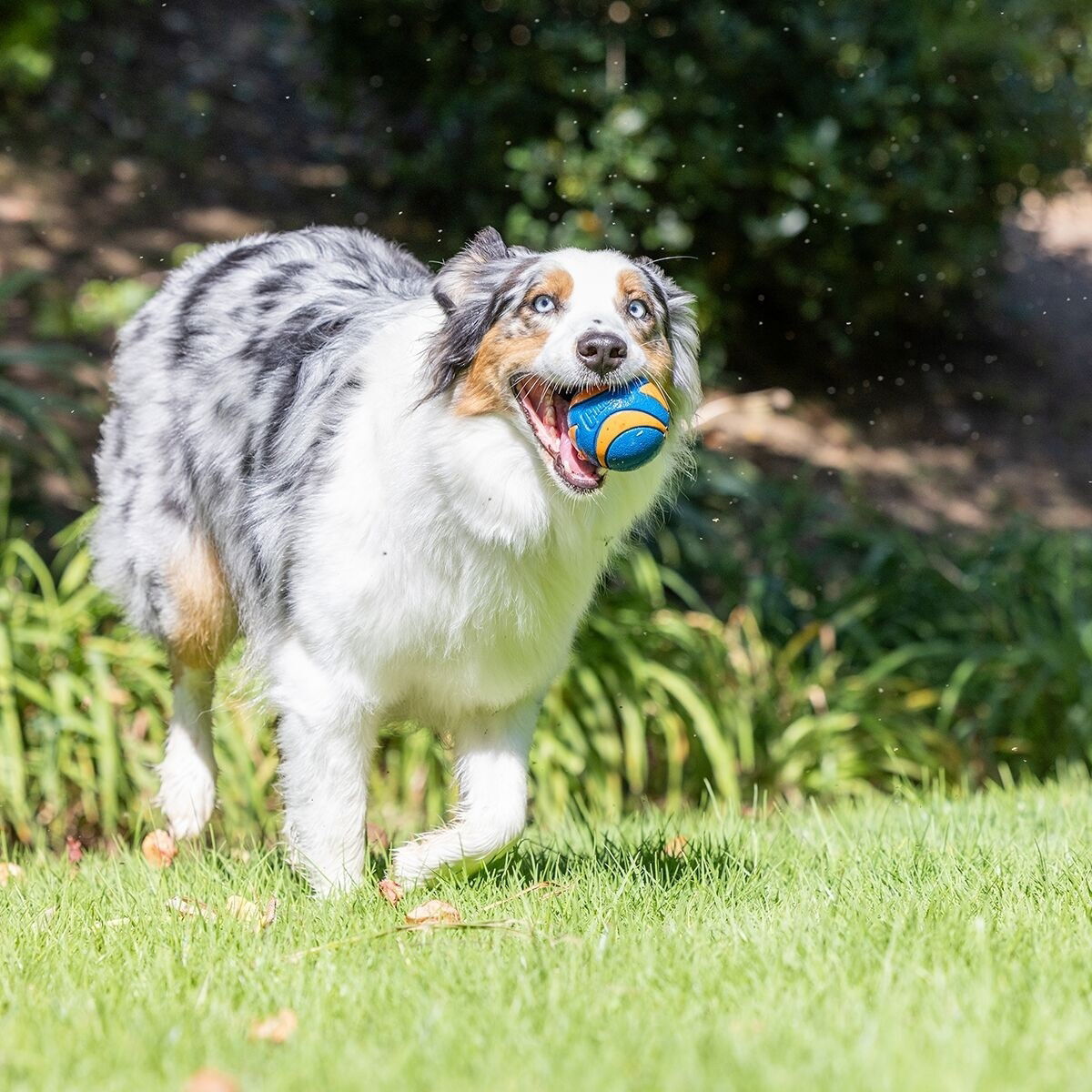 Chuckit ULTRA SQUEAKER BALL