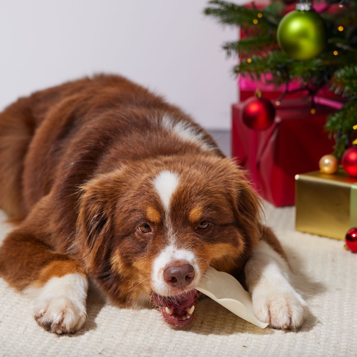 RAUH! Christmas Gingerbread Chew