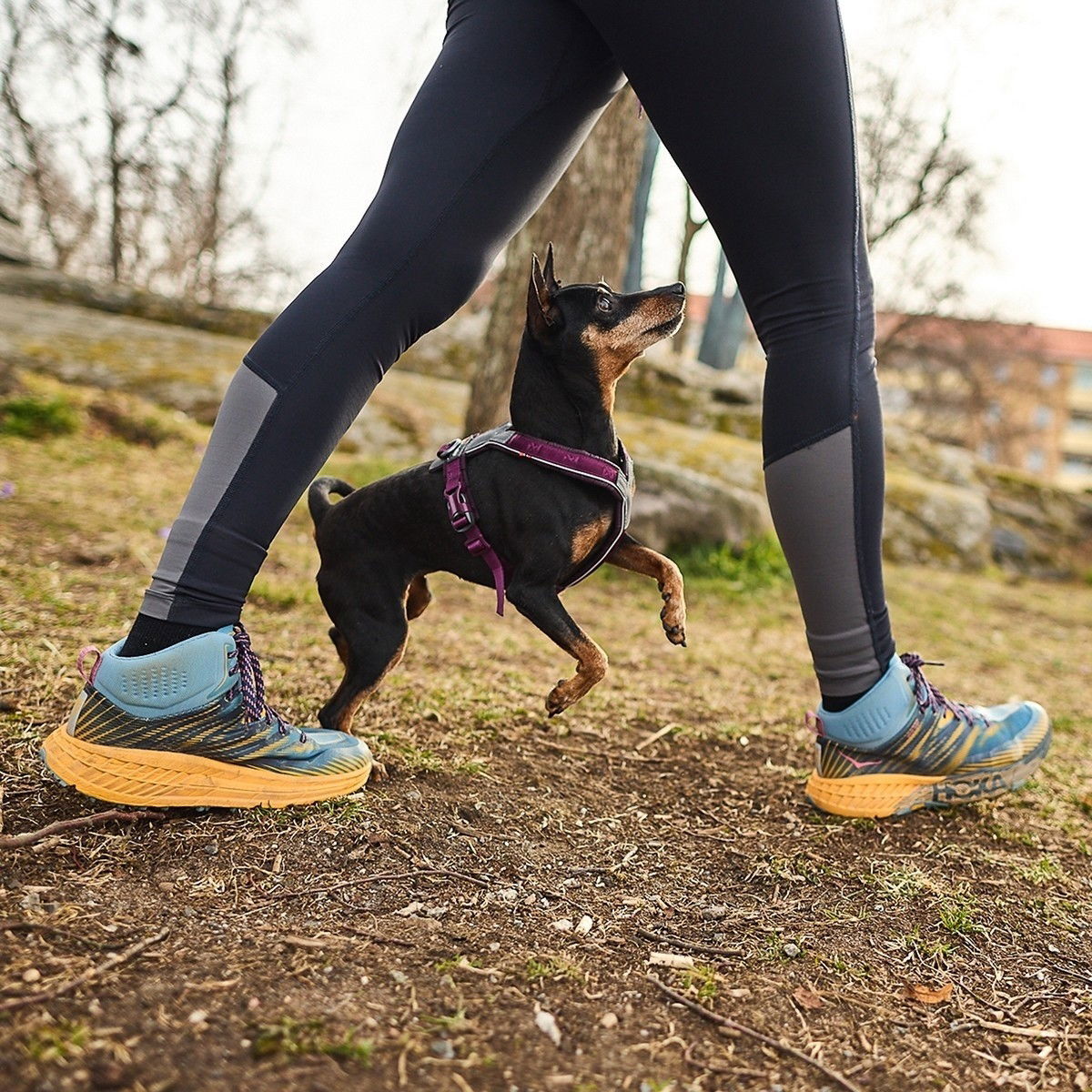 Non-Stop Line harness 5.0 purple