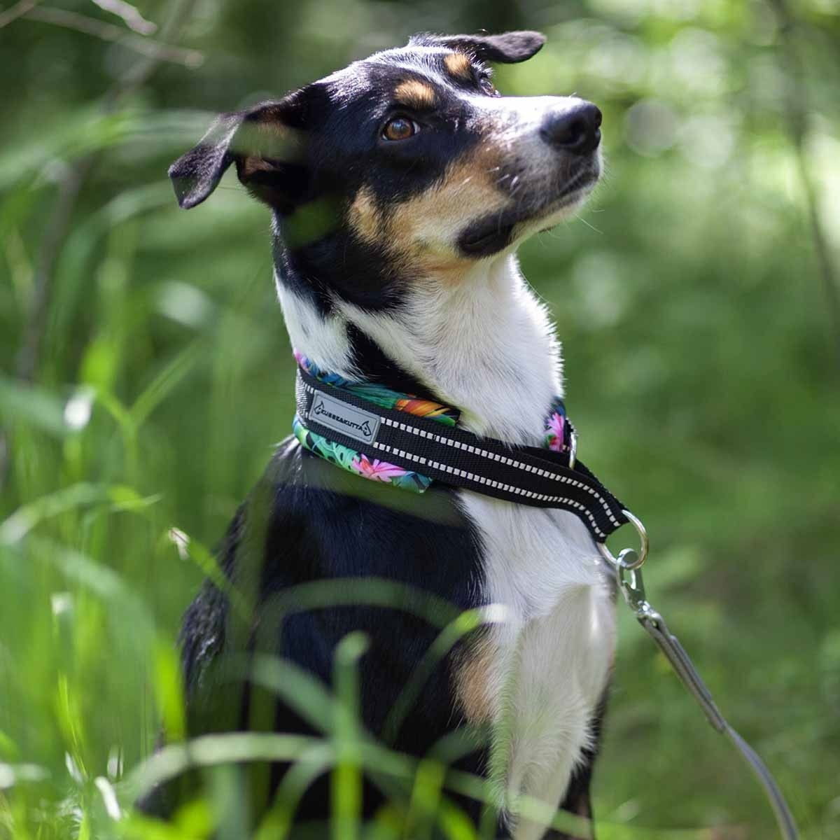 Kusse&Kutta half choke collar, extrawide, lycra, tropical