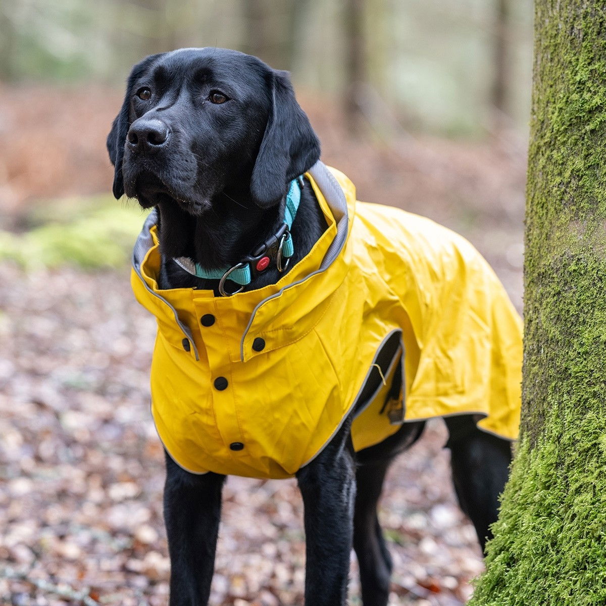 Rukka Stream Regntäcke Gul