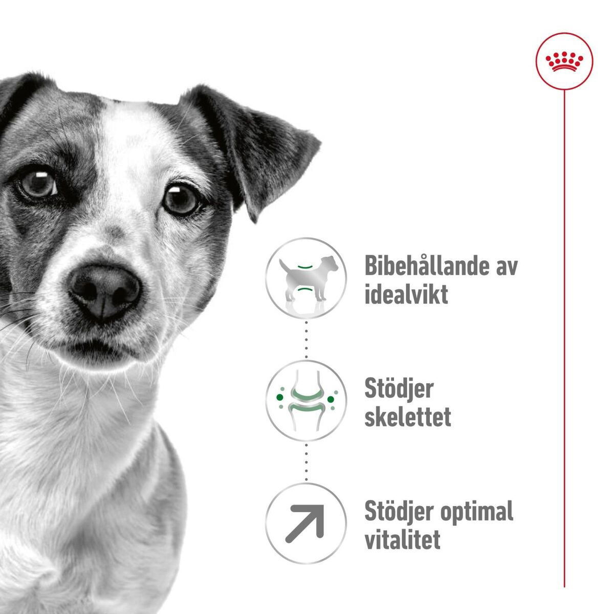 Royal Canin Mini Adult 8+ torrfoder för hund