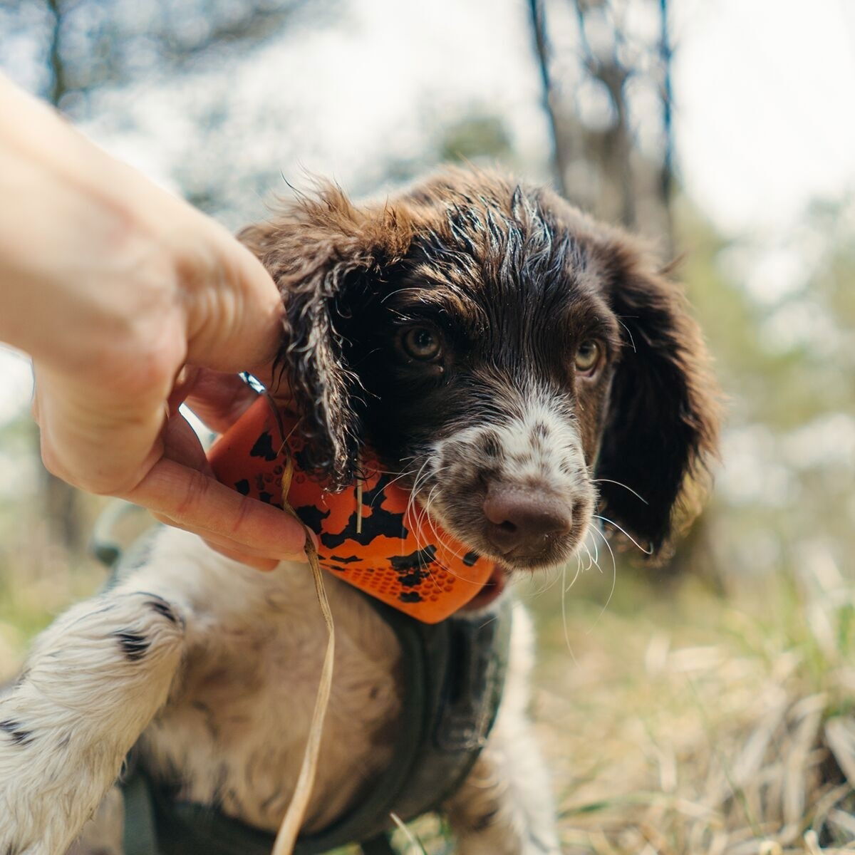 Non-Stop Dog throw toy