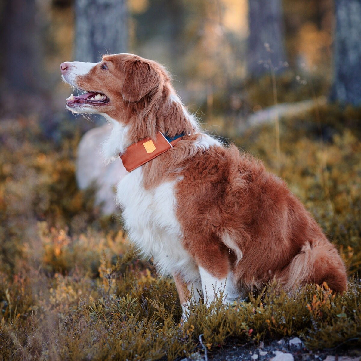 Woolly Wolf Alpha 360 collar, Terracotta Mix