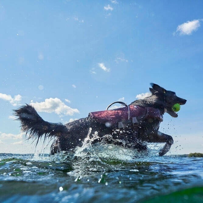 Hurtta Life Savior ECO eggplant