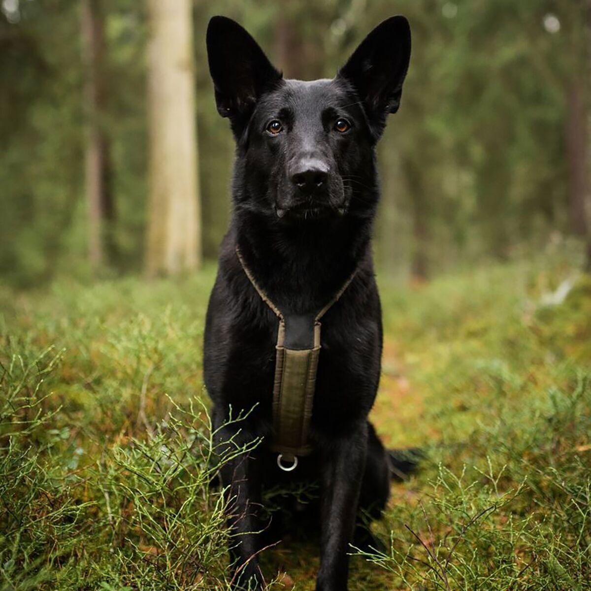 Non-Stop Line harness grip defense, green
