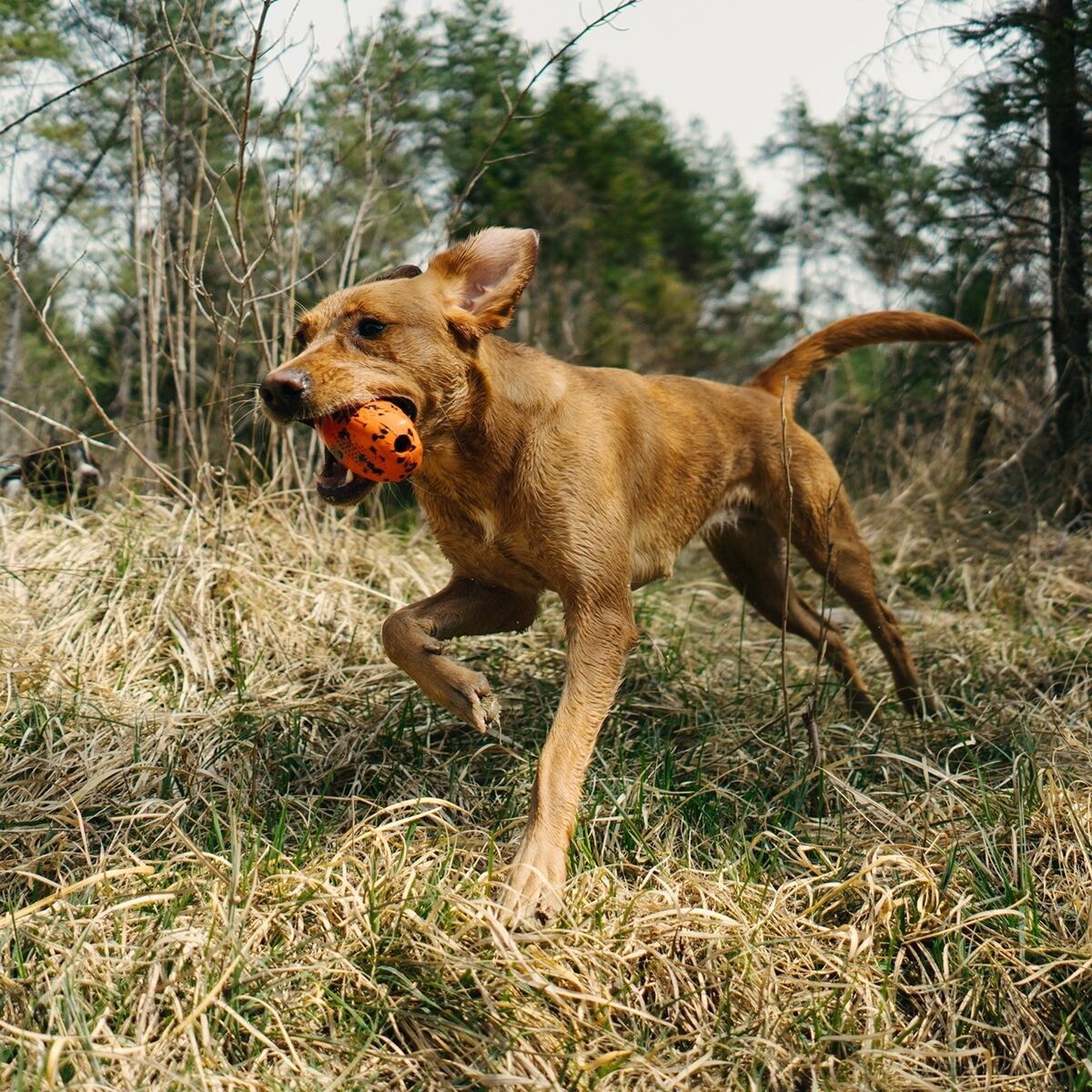 Non-Stop Dog throw toy