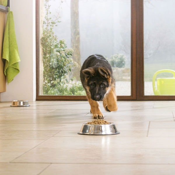 Pro Plan Large Puppy Athletic OPTISTART