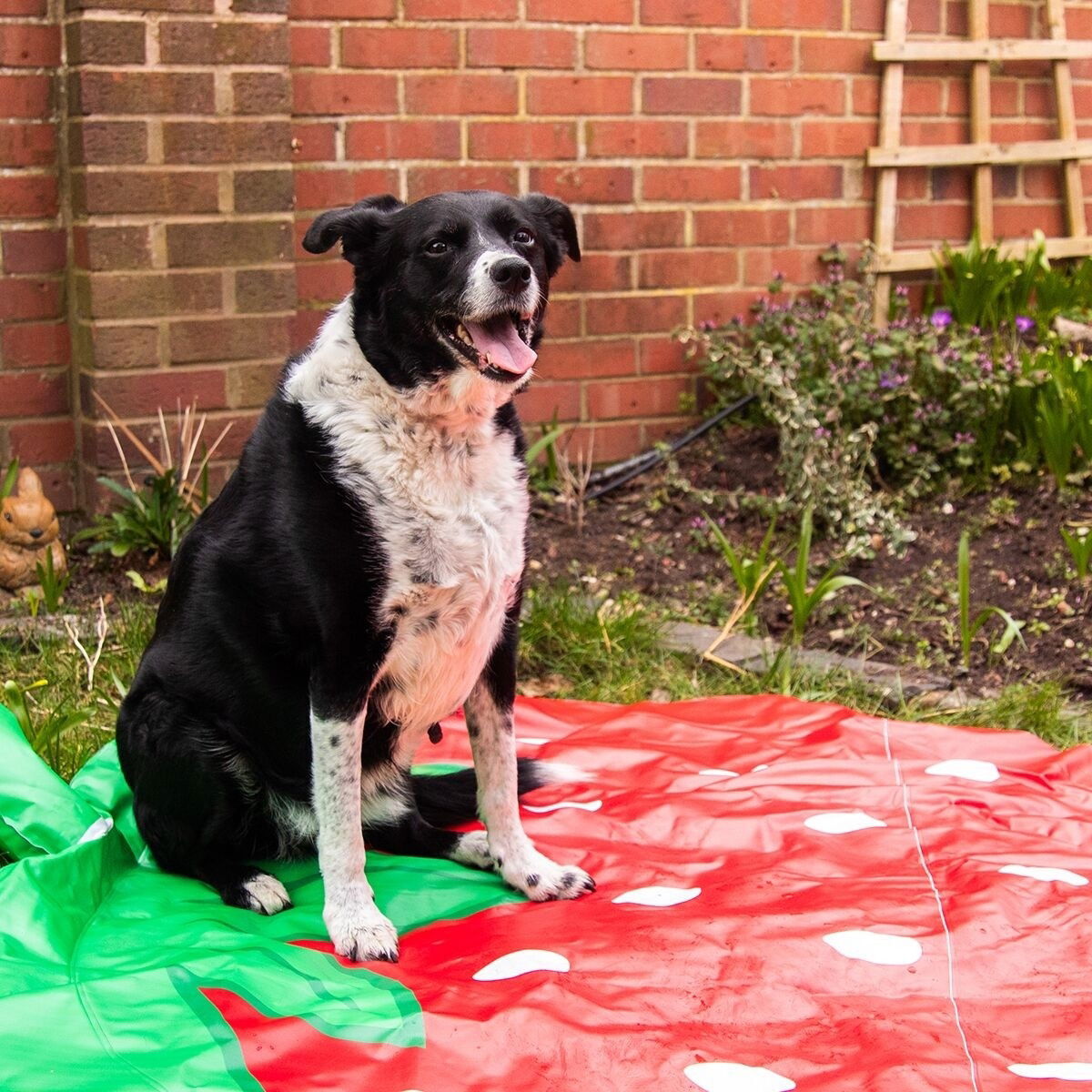 Rosewood Strawberry Splash Mat
