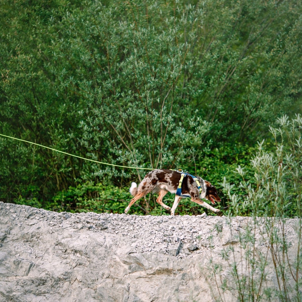 Woolly Wolf Long Rope Leash, Lime 8mmx6m