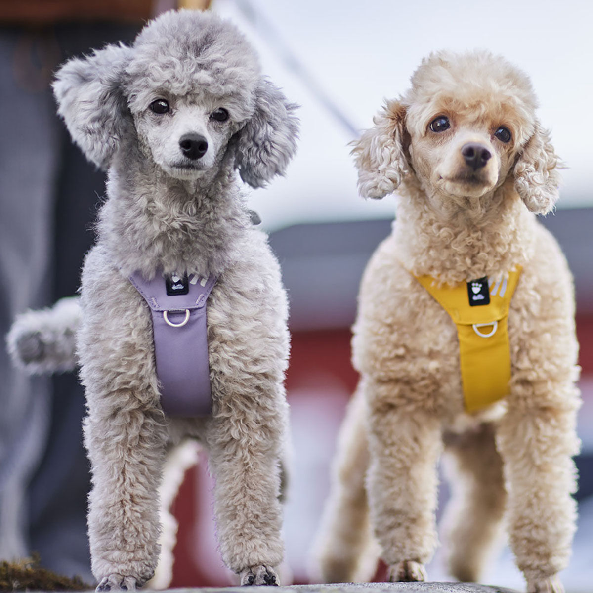 Hurtta Seeker harness lavender