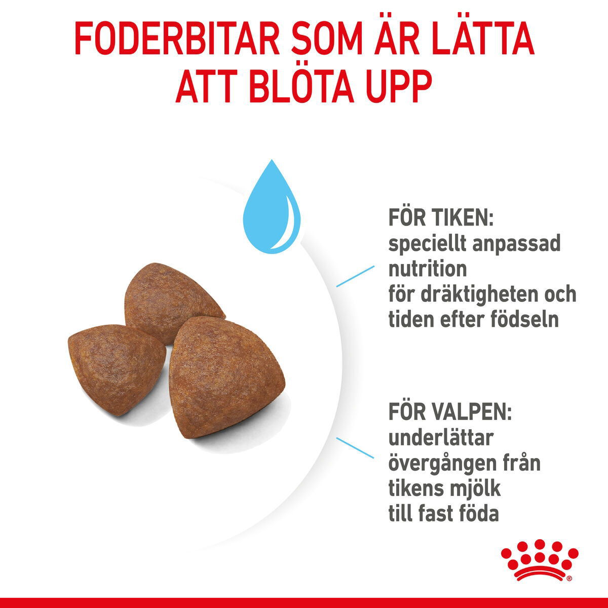 Royal Canin Medium Starter torrfoder för hund och hundvalp