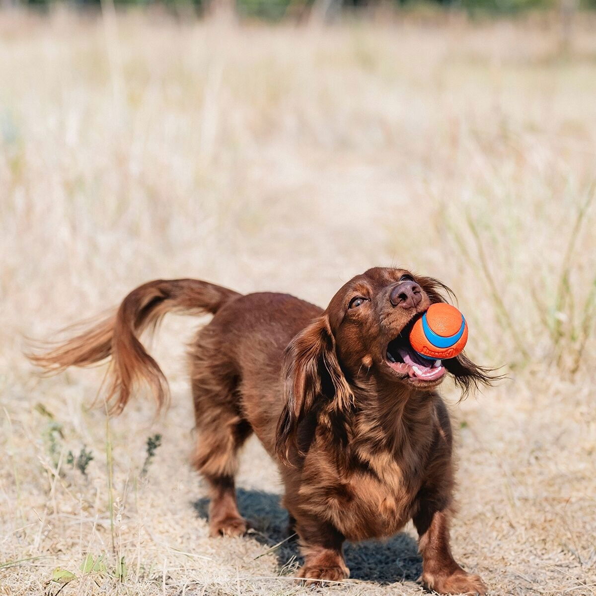 Chuckit Ultra Ball Small 2-pack