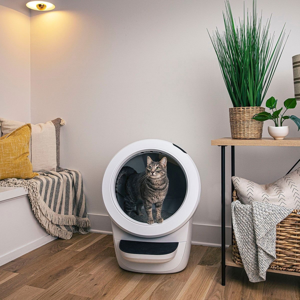 Whisker Litter-Robot 4, white