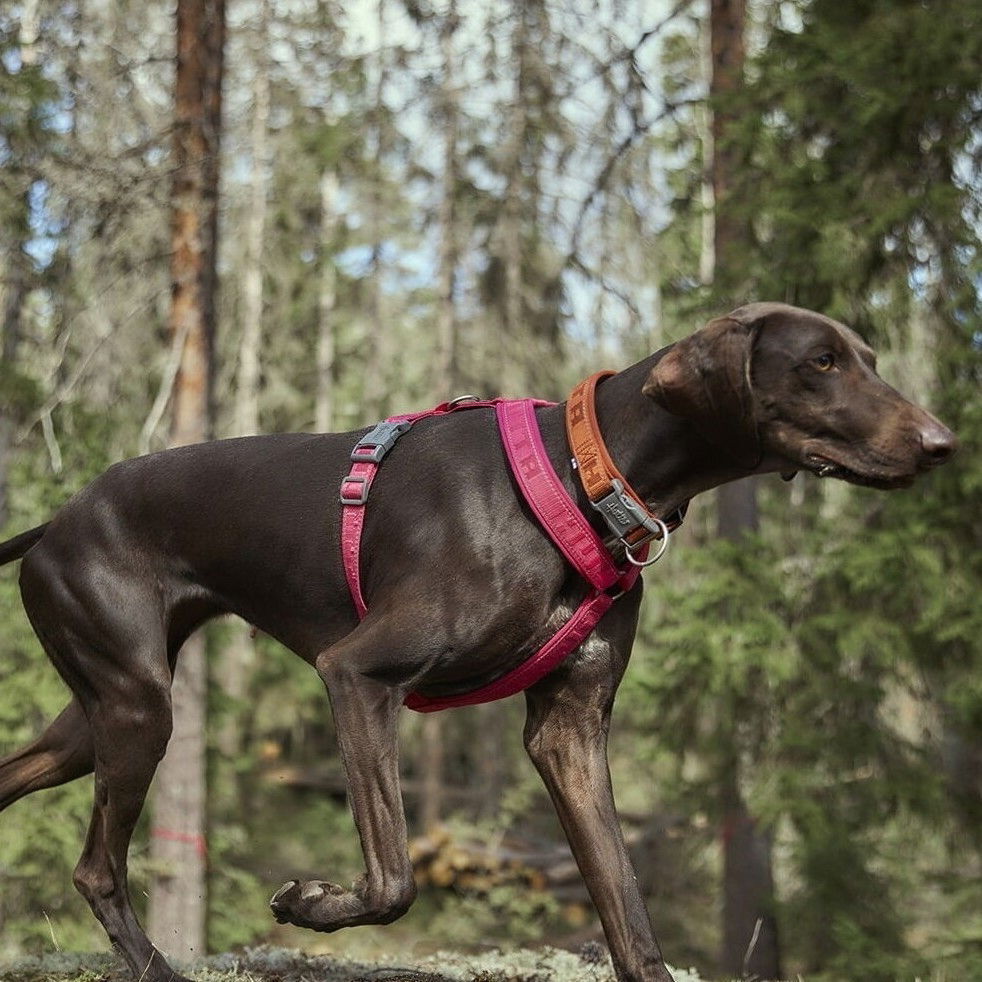 Hurtta Casual Y-harness ECO ruby